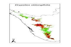 Drypetes oblongifolia